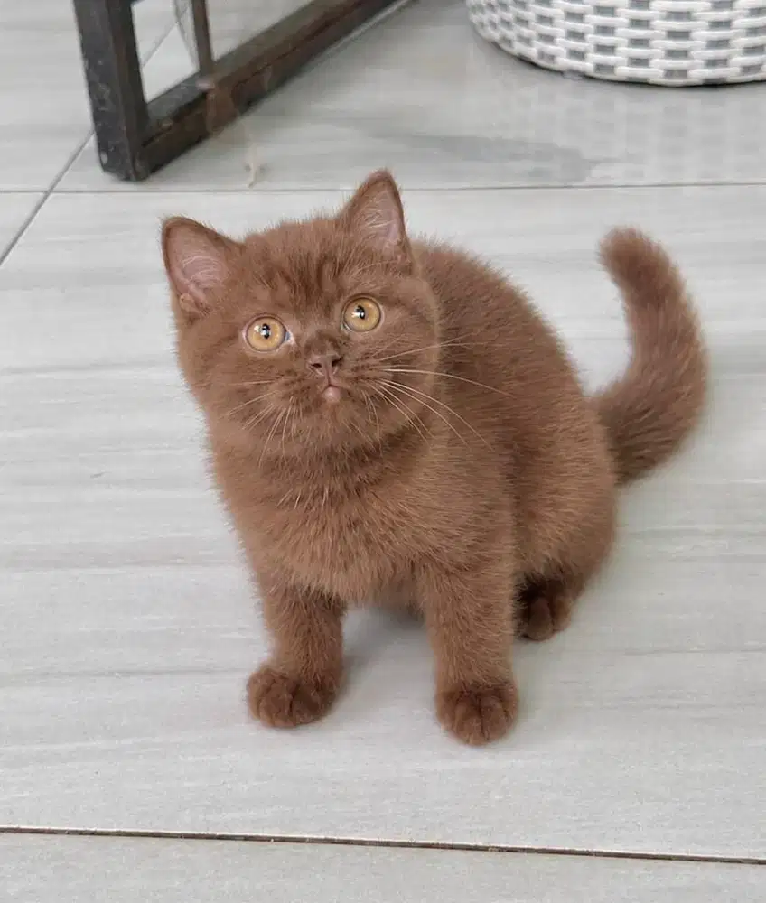 British shorthair choco cinnamon