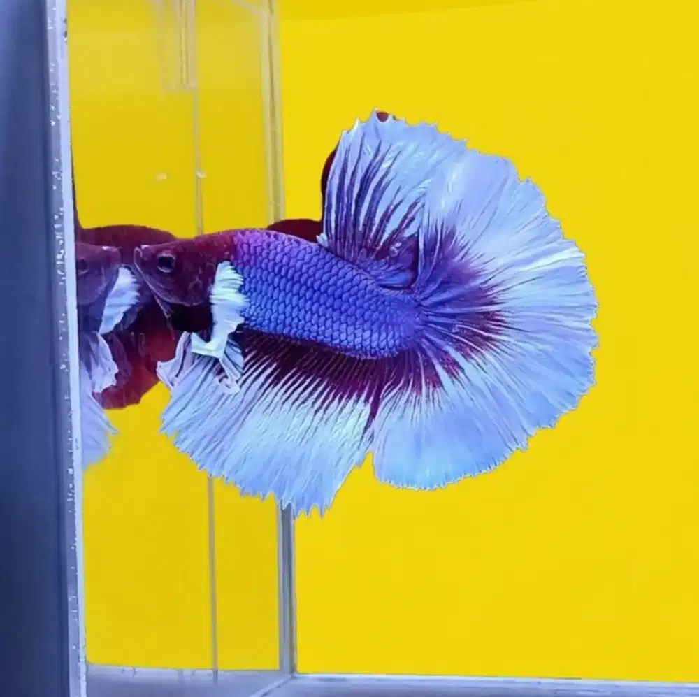 ikan cupang hm lavender
