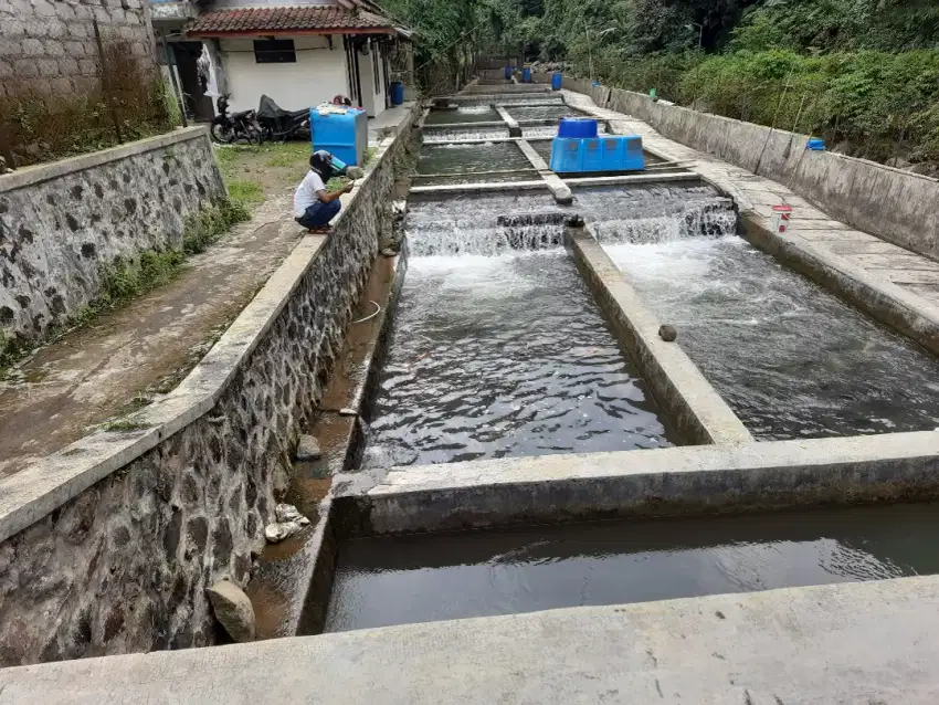 Kolam deras 9 jalur pinggir sungai Buniara Tj siang Subang