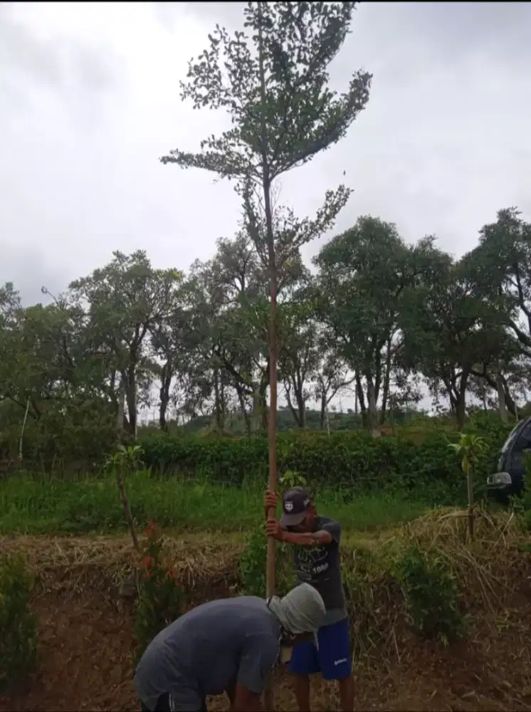 Pohon ketapang kecana peneduh