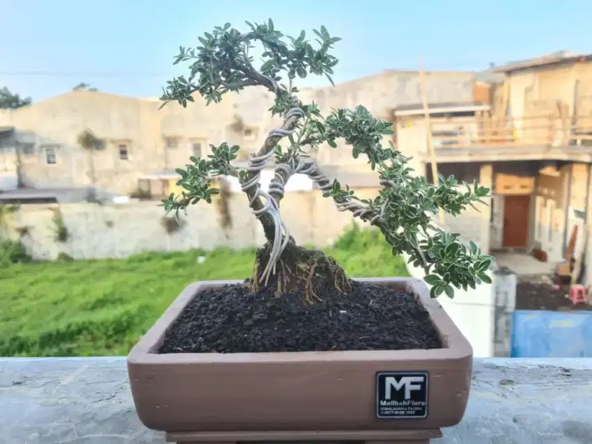 Jual Bonsai Murah Meriah