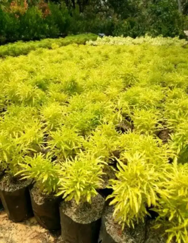 Pohon brokoli kuning (COD )