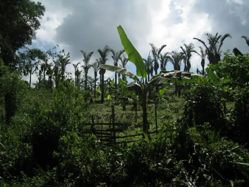 Tanah di sukabumi