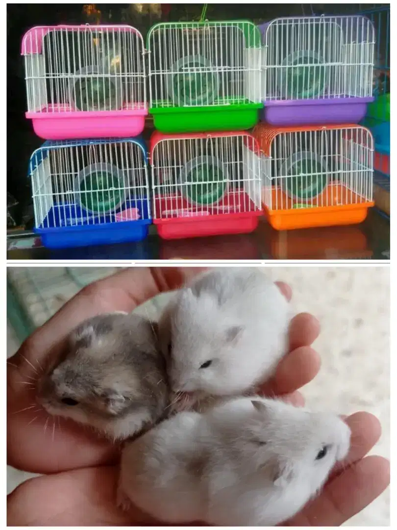 Promo Paket Hamster ( Winter White, Kandang )