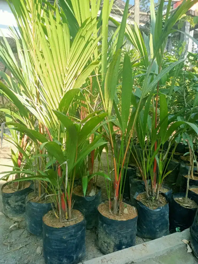 Palem merah 1meteran