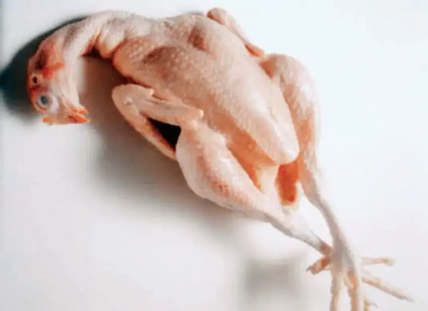 Ayam potong boiler utuh fresh segar
