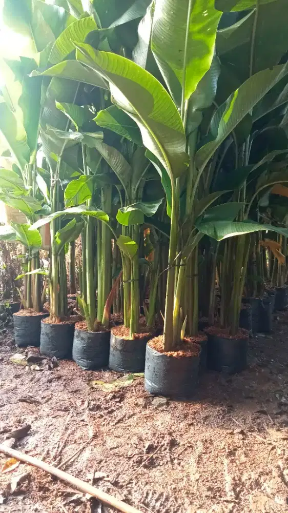 Jual pohon pisang hias karibay