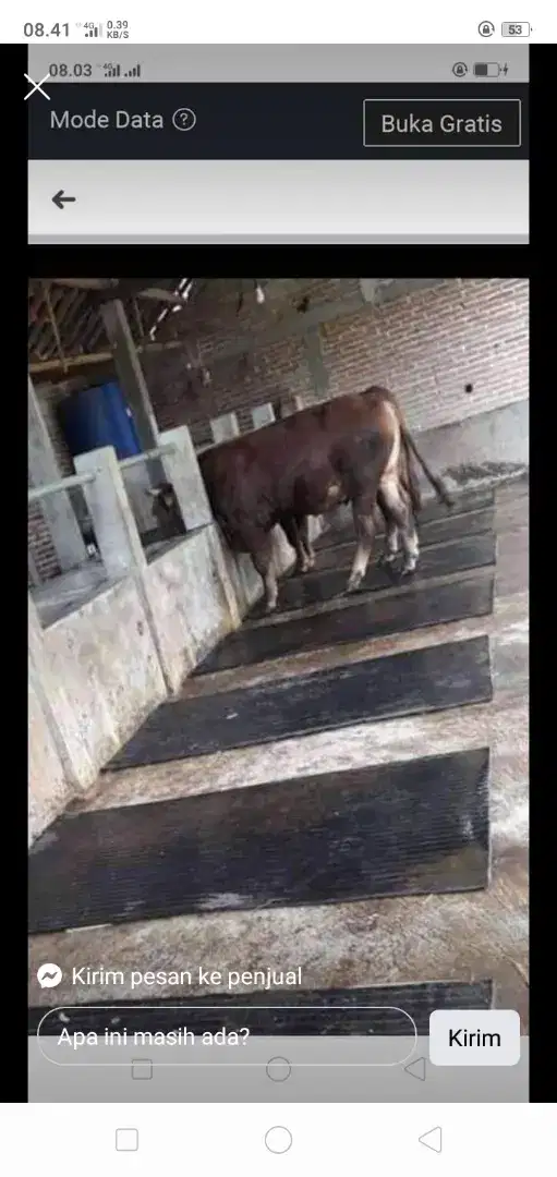 Karpet sapi dari karet