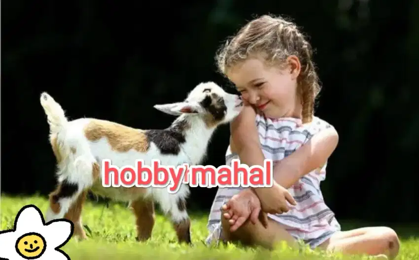 Kambing pygmy kerdil sepasang asli import afrika Sultan mewah langka