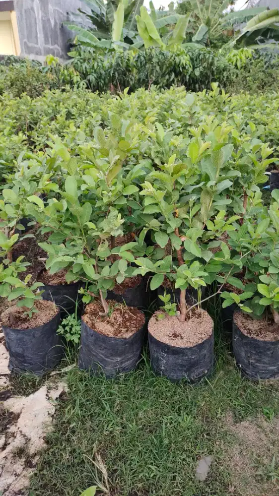 Jual pohon jambu keristal