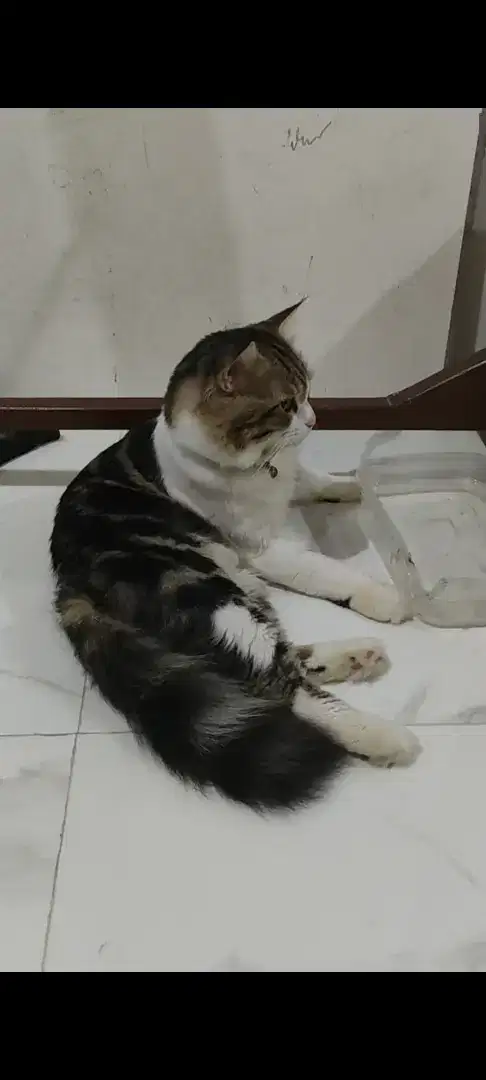 Kucing persia badan besar