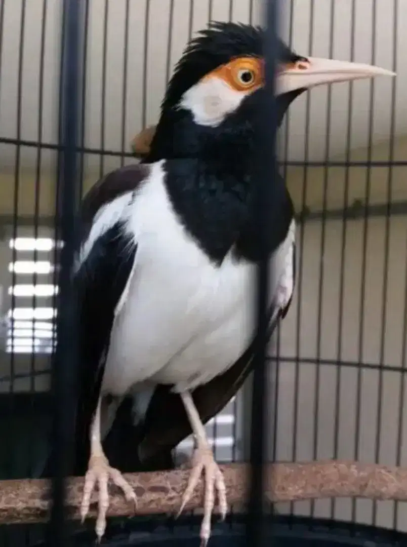 Burung jalak suren