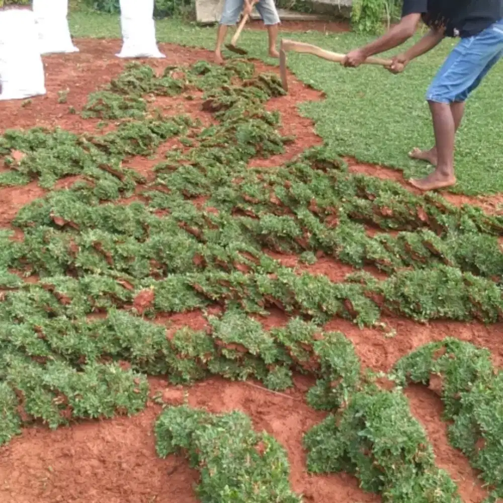 Tukang rumput gajah mini & aneka jenis rumput taman