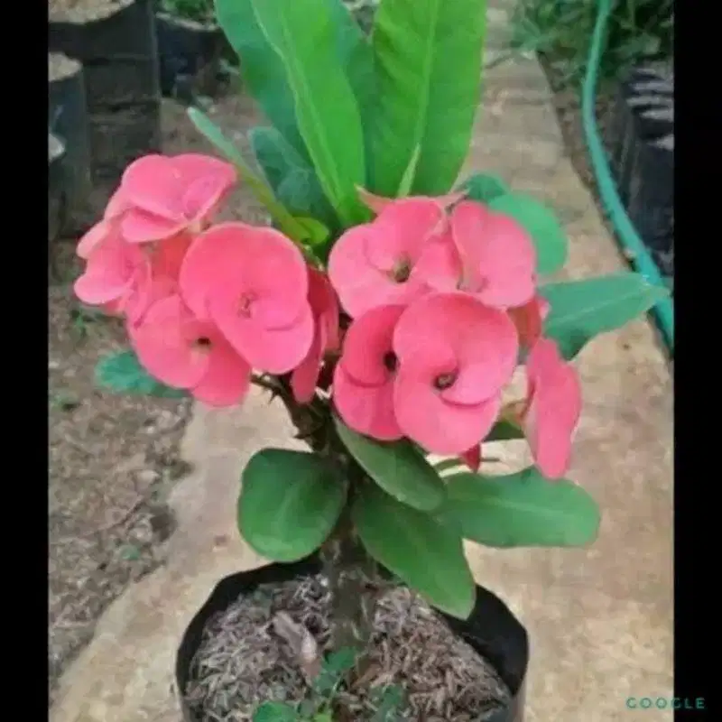 [TERBATAS] Tanaman hias Bunga Merah Berduri (Euphorbia)