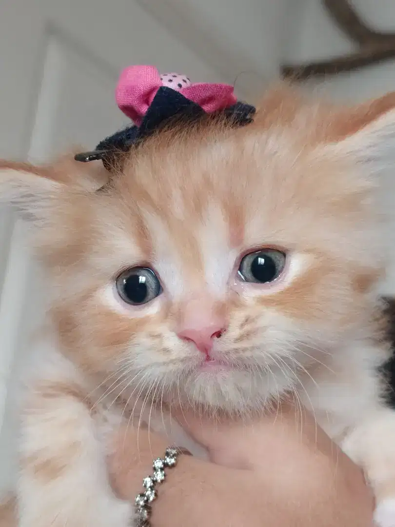 Lepas adopsi kitten persia