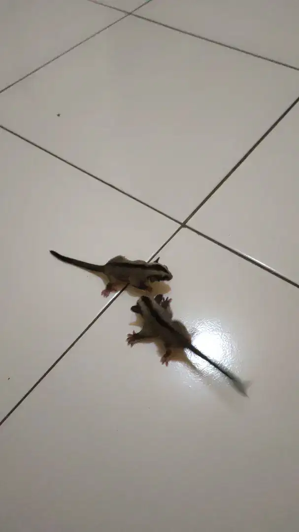 Sepasang sugar glider Joey umur 2 bulan