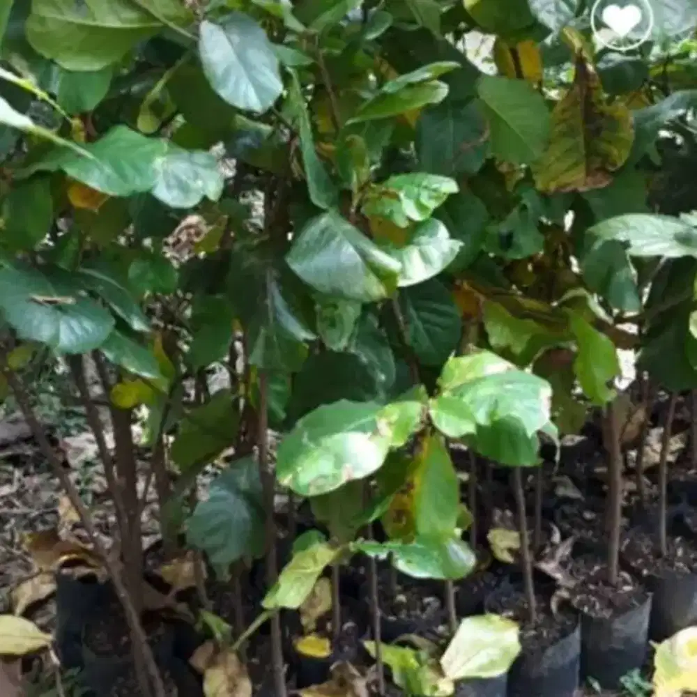 Jual pohon Ketapang laut