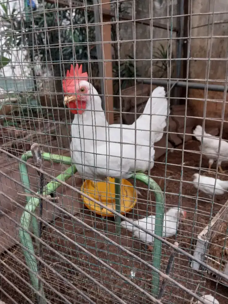 Ayam Jago Putih Eropa White Leghorn usia 4 bulanan - Hewan Peliharaan