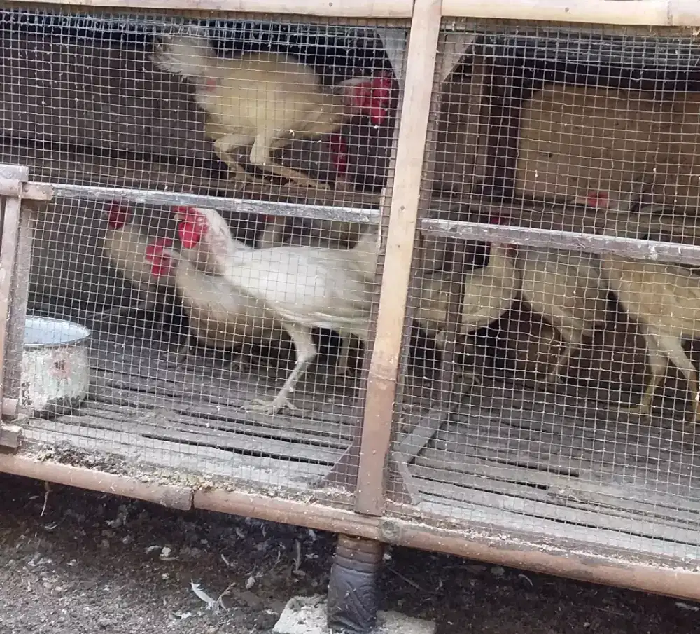 Ayam Ketawa Warna Putih