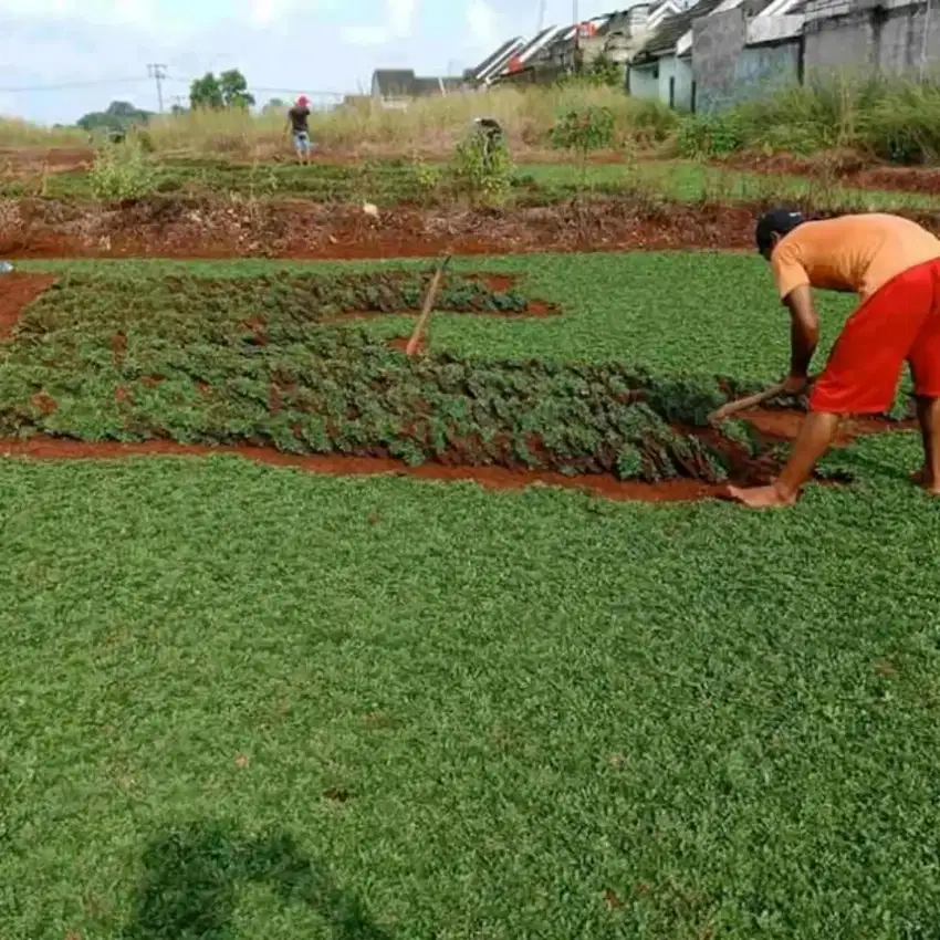 Rumput gajah mini murah - rumput gajah mini