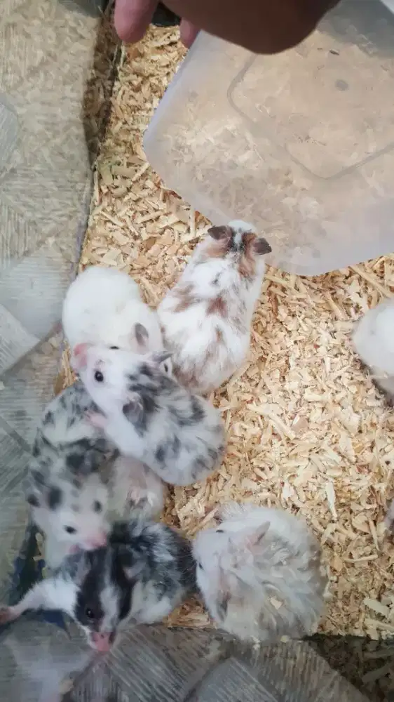 Hamster Syrian Fujiyama