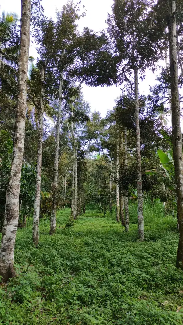 TANAH KEBUN DURIAN DI PETANG BADUNG # AIR TERJUN BIDADARI AYUNG RIFER