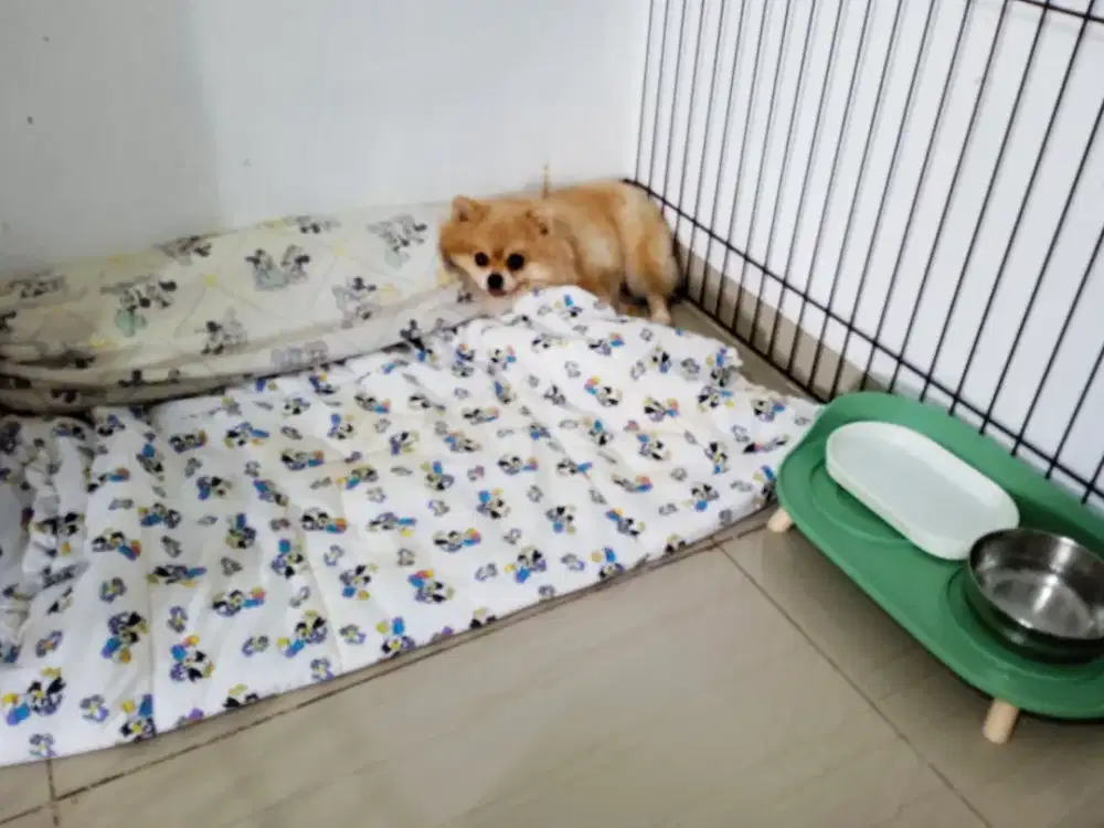 Melayani pet hotel dan pet grooming citraland utara