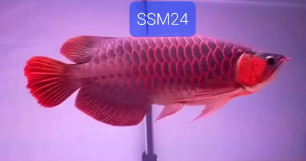 Terlaris Ikan Arowana Super Red 40-50cm Istimewa Koleksi Sultan