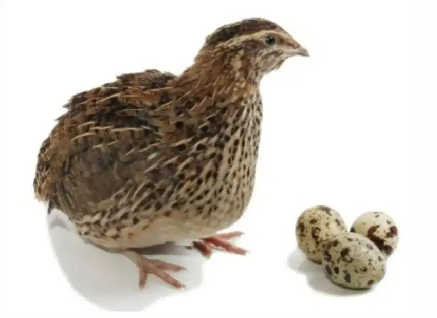 BURUNG PUYUH BETINA SIAP TELUR DEWASA HIDUP PST MANUK GEMAK PETELOR