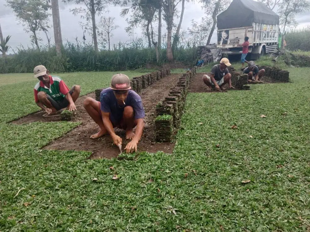 Jual rumput gajah mini Semarang