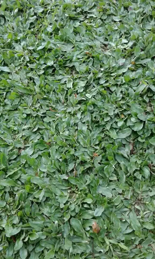 tukang taman Jogja murah Ready rumput gajah mini & Manila Jepang