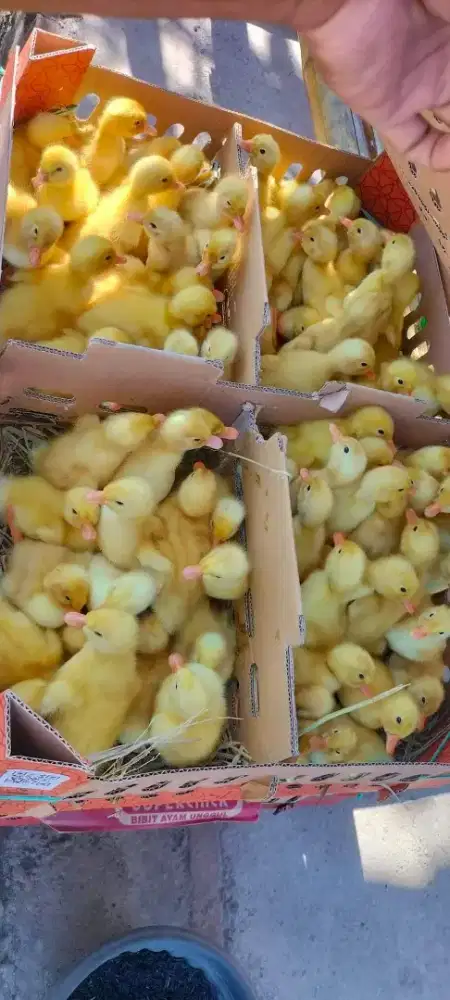 DOD Bebek Peking Hibrida Rumahan