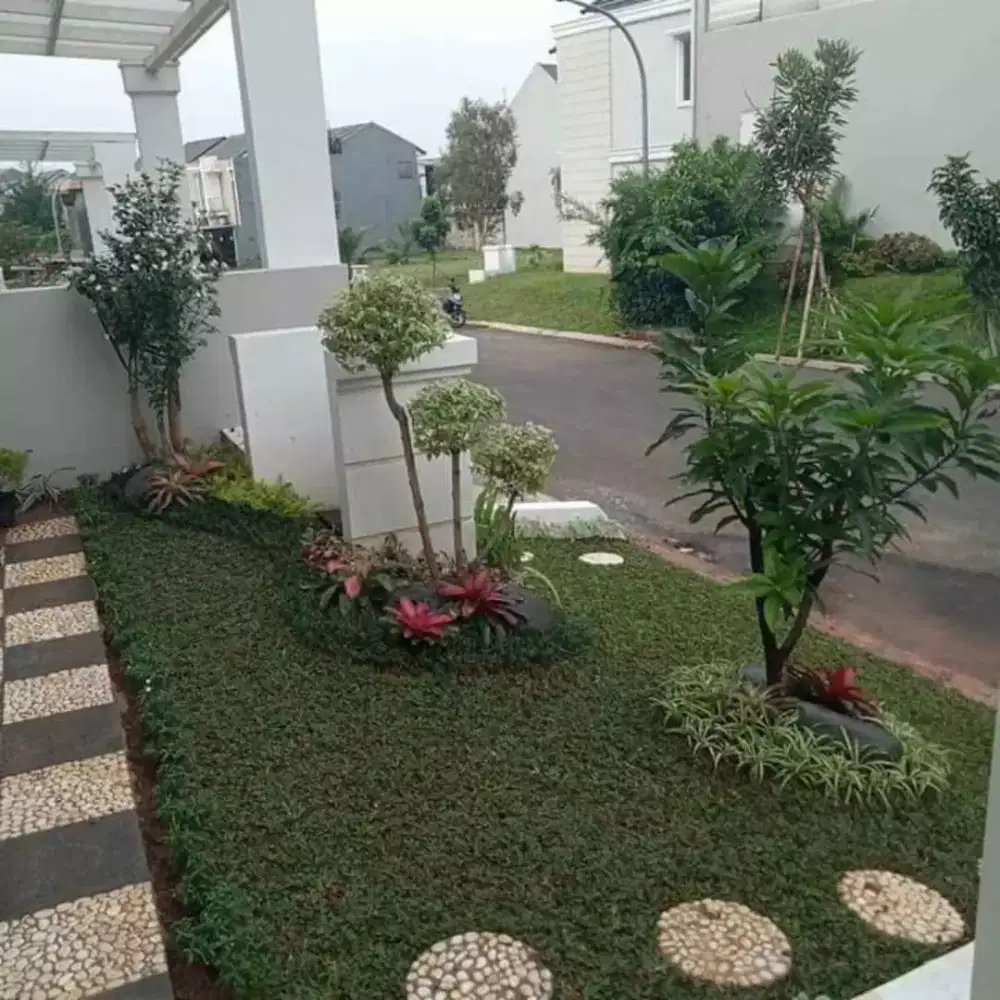jual rumput gajah mini dan rumput jepang + pemasangan