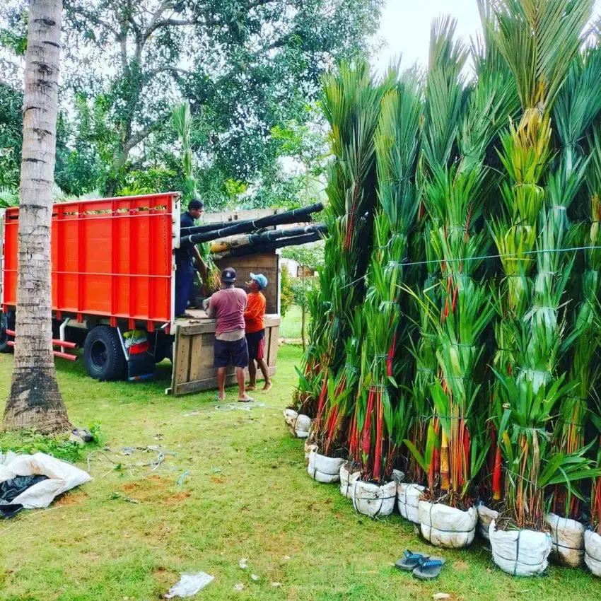 Jasa tukang taman