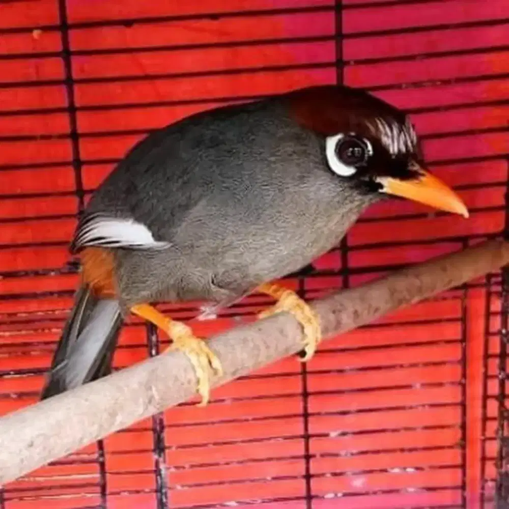 Poksay Mandarin istimewa