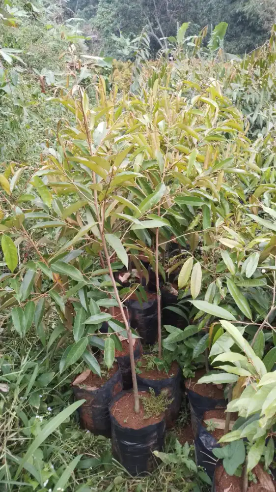 Bibit durian ochee/duri hitam
