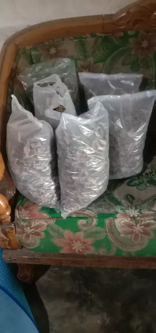 Obat Herbal Benalu Kopi