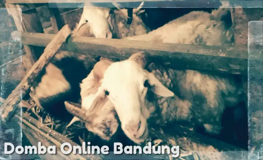 Domba (Kambing Guling) Mantap