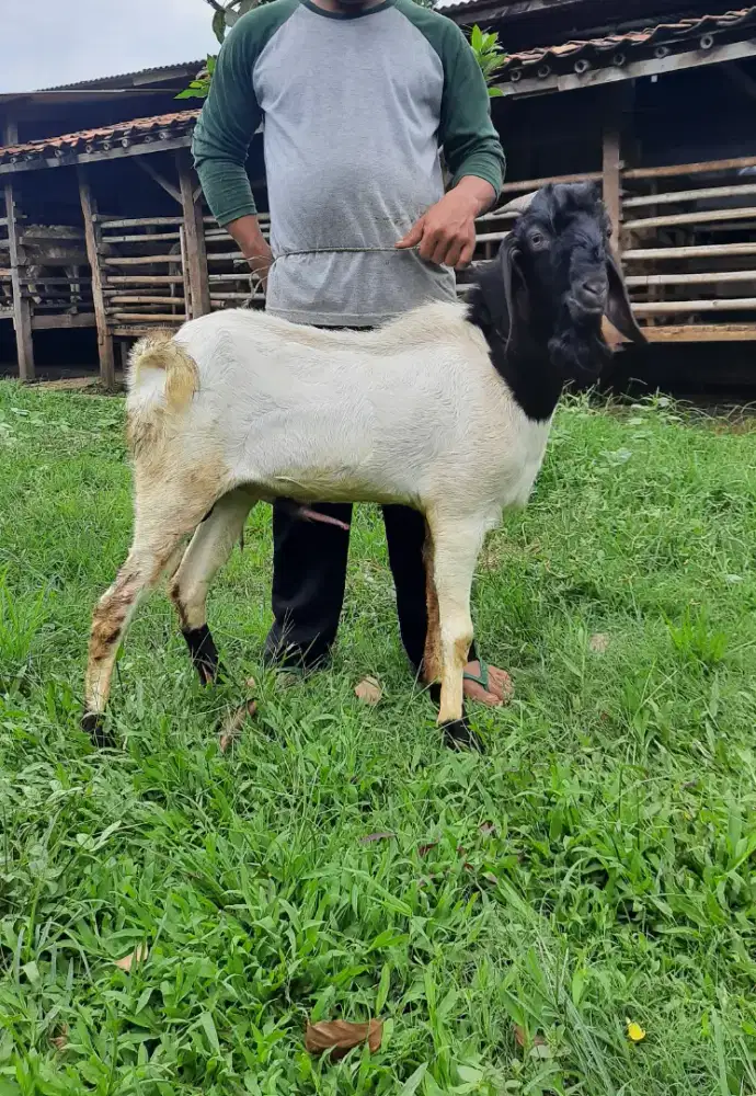 Kambing Premium Murah / Kambing Super