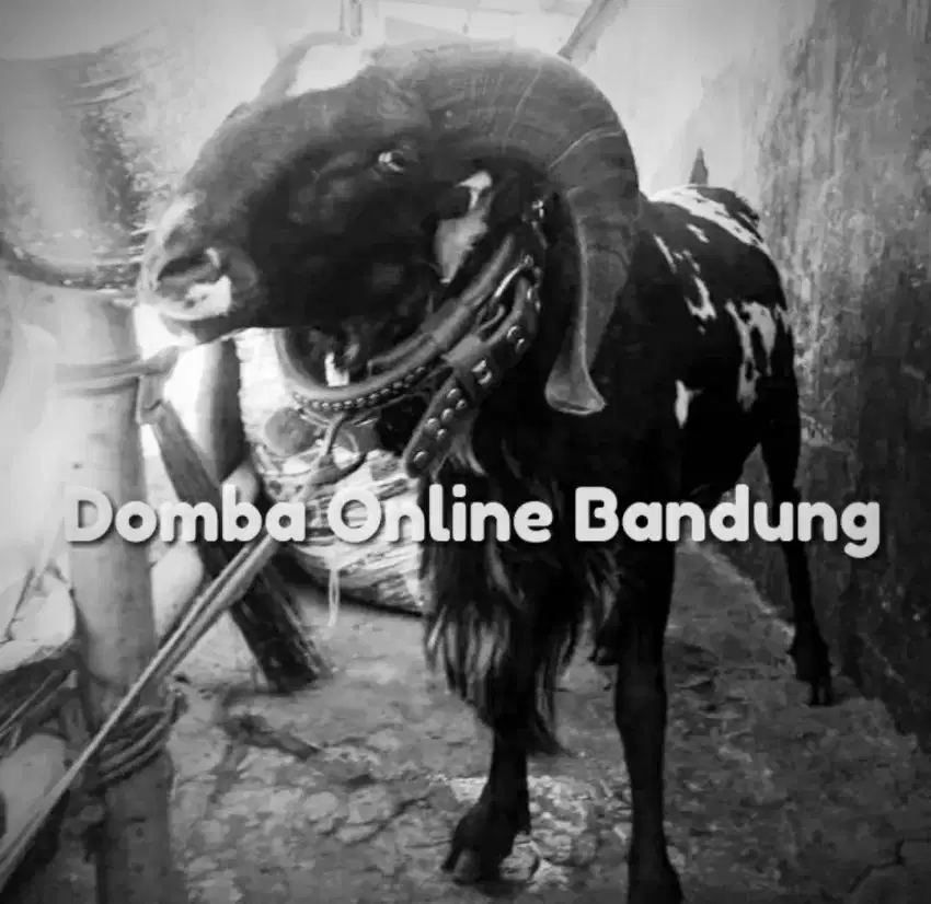 Domba Online Aqiqah Bandung