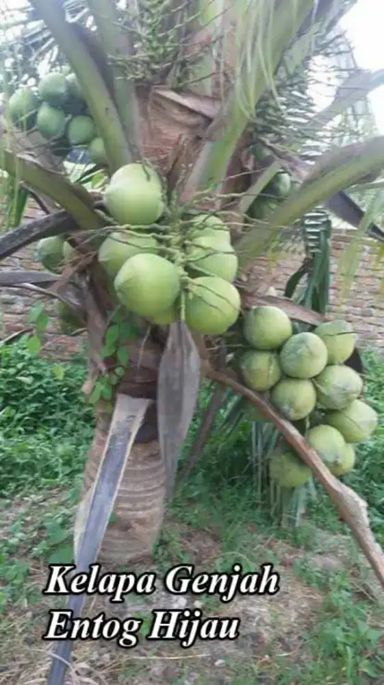 Bibit kelapa genjah entok entog nias hybrida bandar Lampung