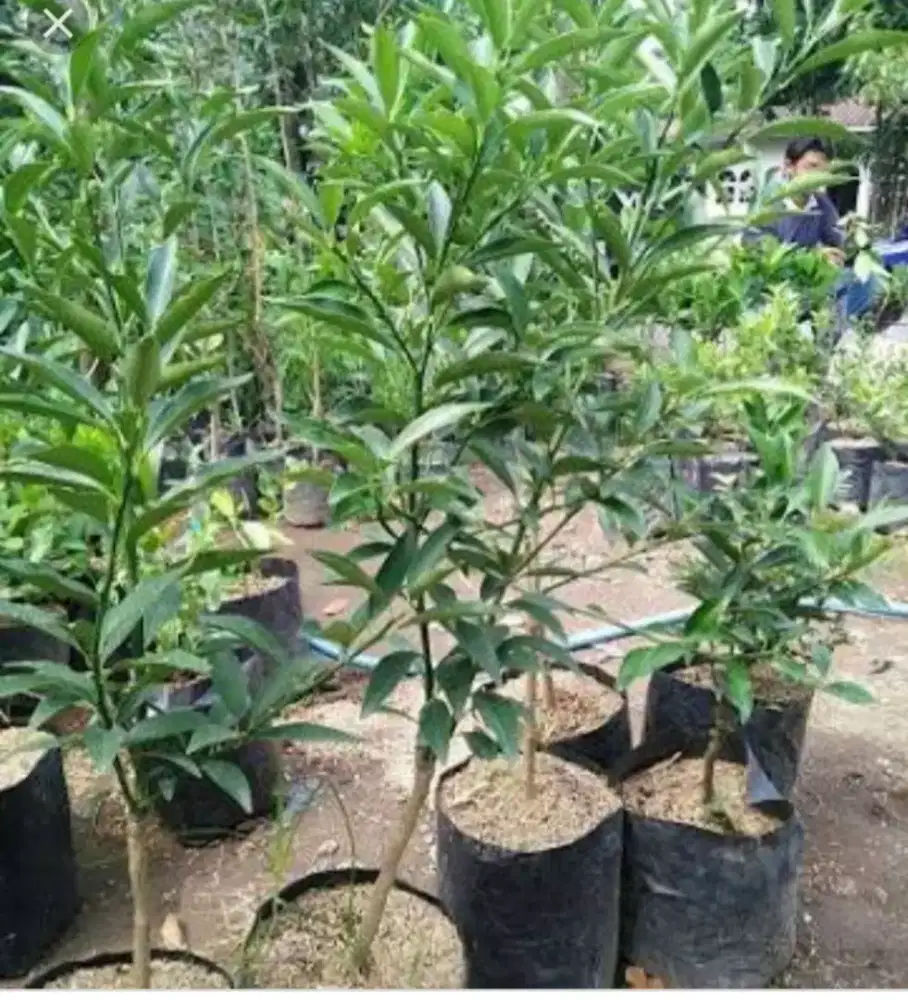 Pohon buah jeruk purut