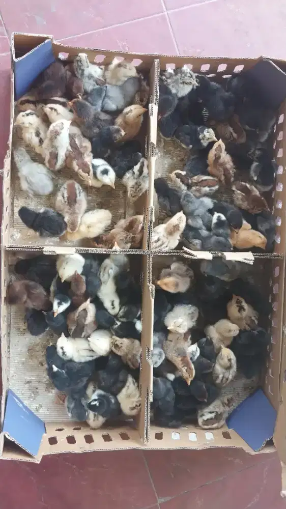 DOC Ayam Kampung KUB 2