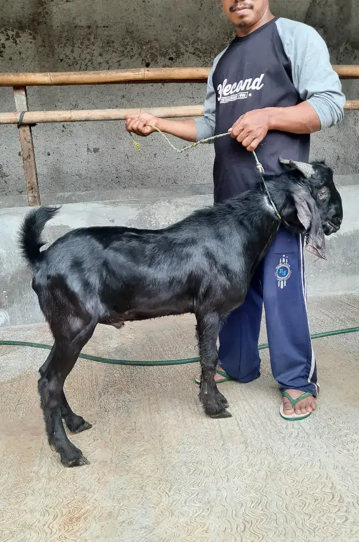 Menjual Kambing Hitam Khusus / Kambing Putih / Kambing Aqiqah Murah