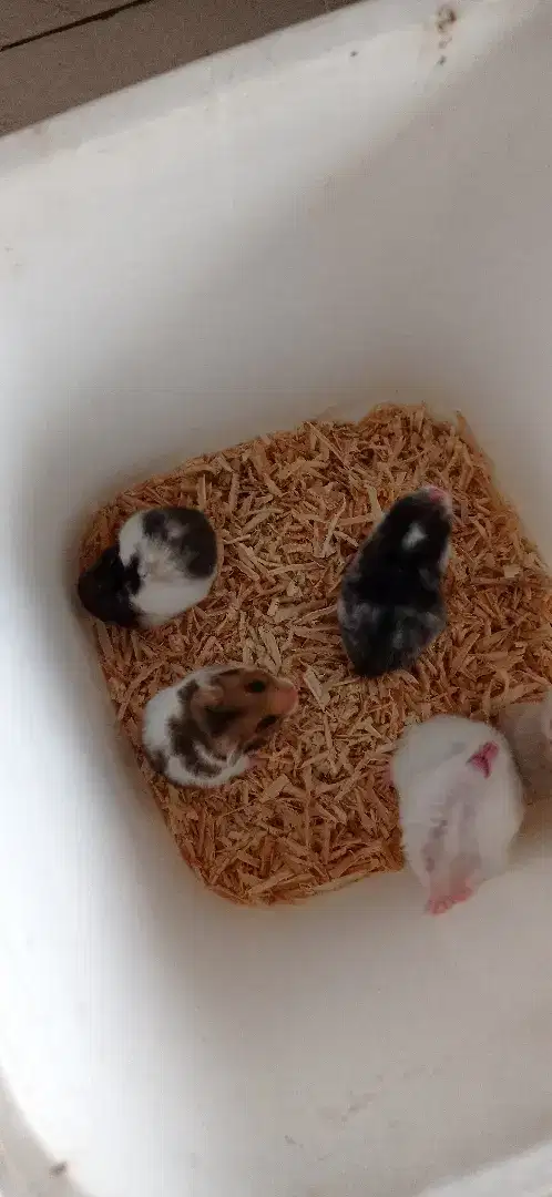 Hamster syirian Allvariant