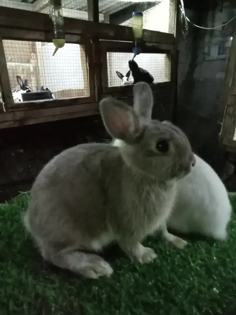 Kelinci Netherland dwarf