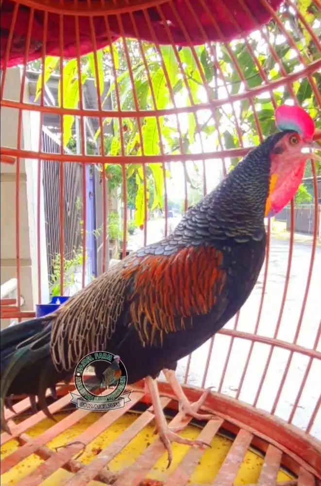 Jual ayam hutan hijau dodokan gacor