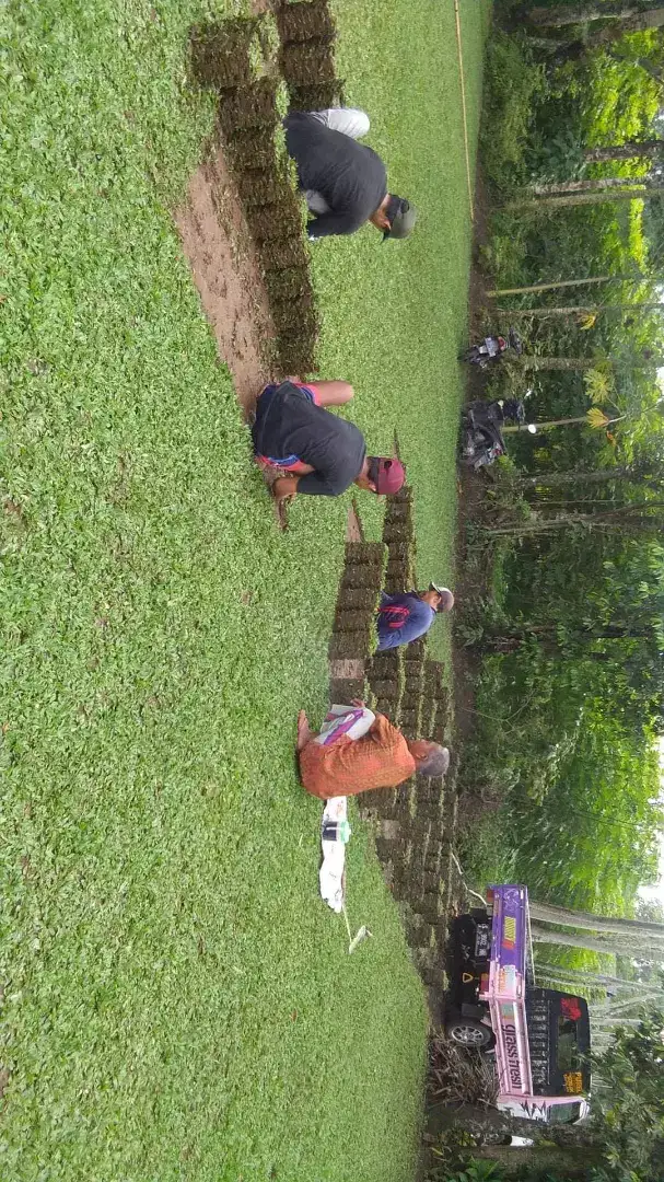 Tukan Tanam Rumput Hias