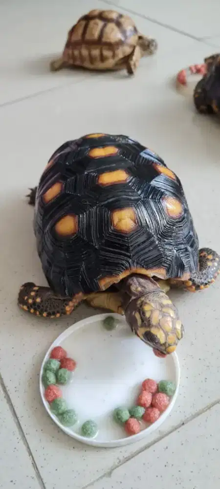 Kura Darat Redfoot Betina