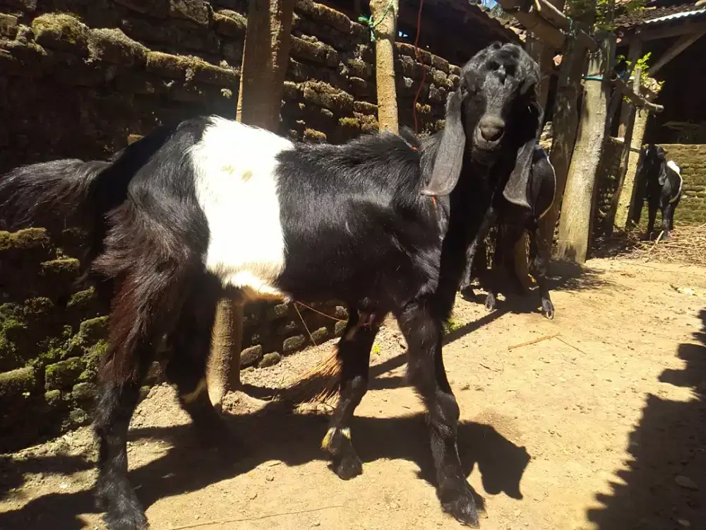 Kambing kendit jantan